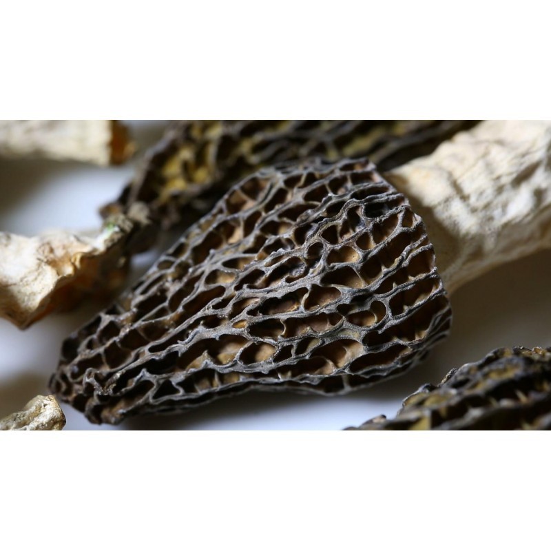 dry morchella mushroom