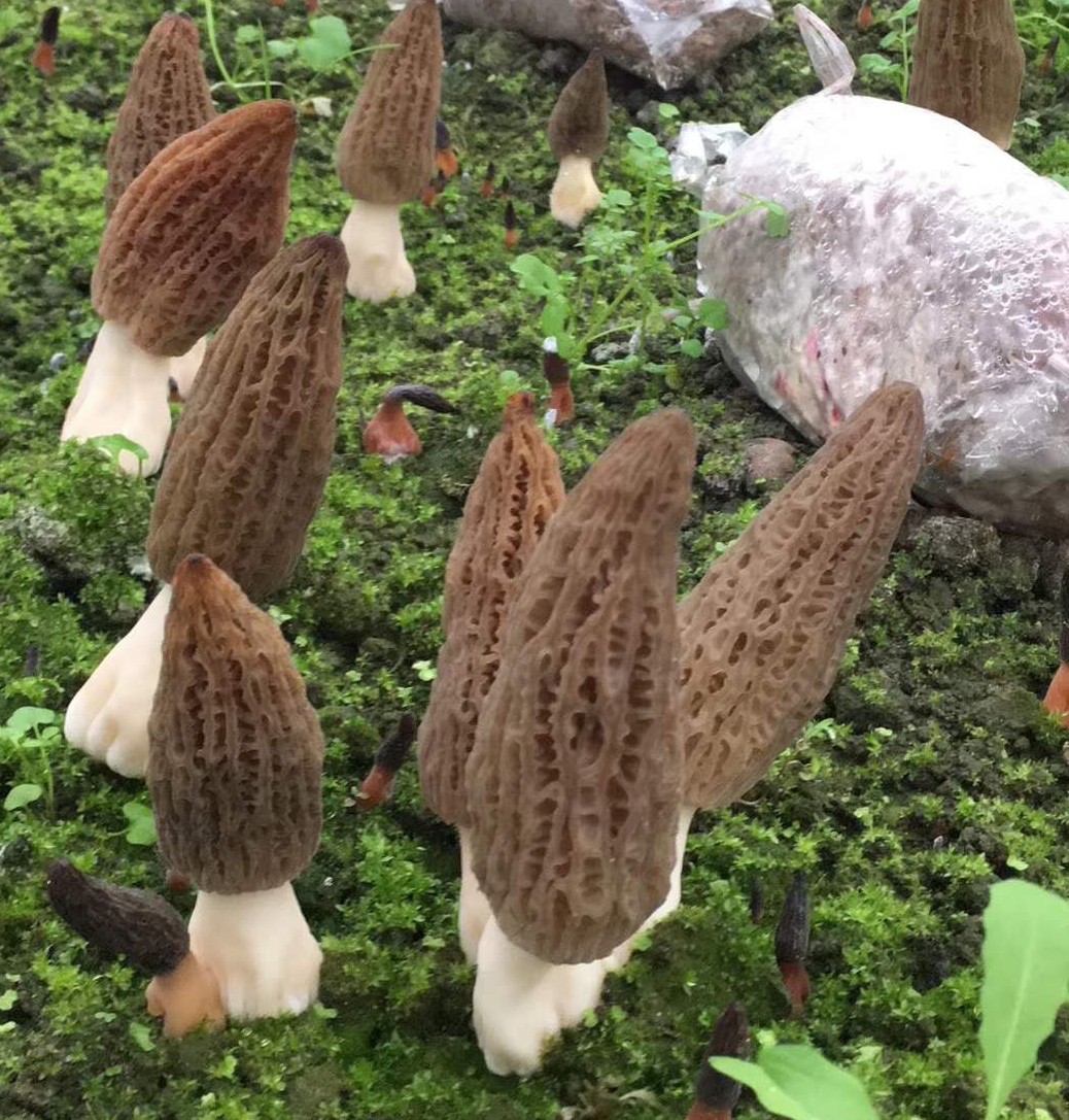 Morel Mushroom Growth Chart