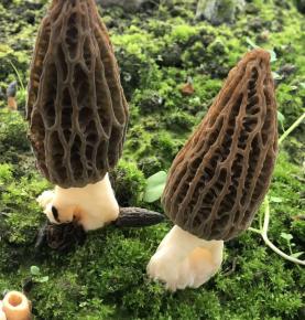 fresh morchella fresh morel mushroom