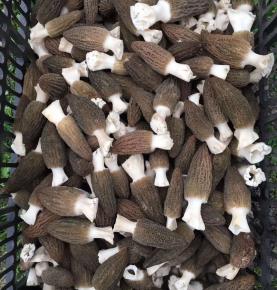 frozen morel mushroom