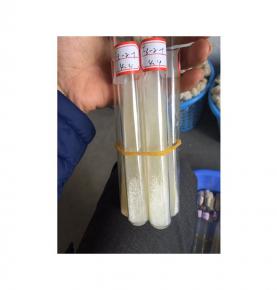 morel mushroom mycelium