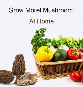 grow morel mushroom at home