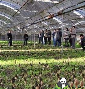 Large-scale commercial planting