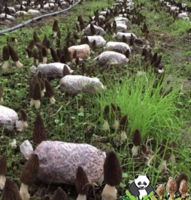 Overseas planting customer feedback