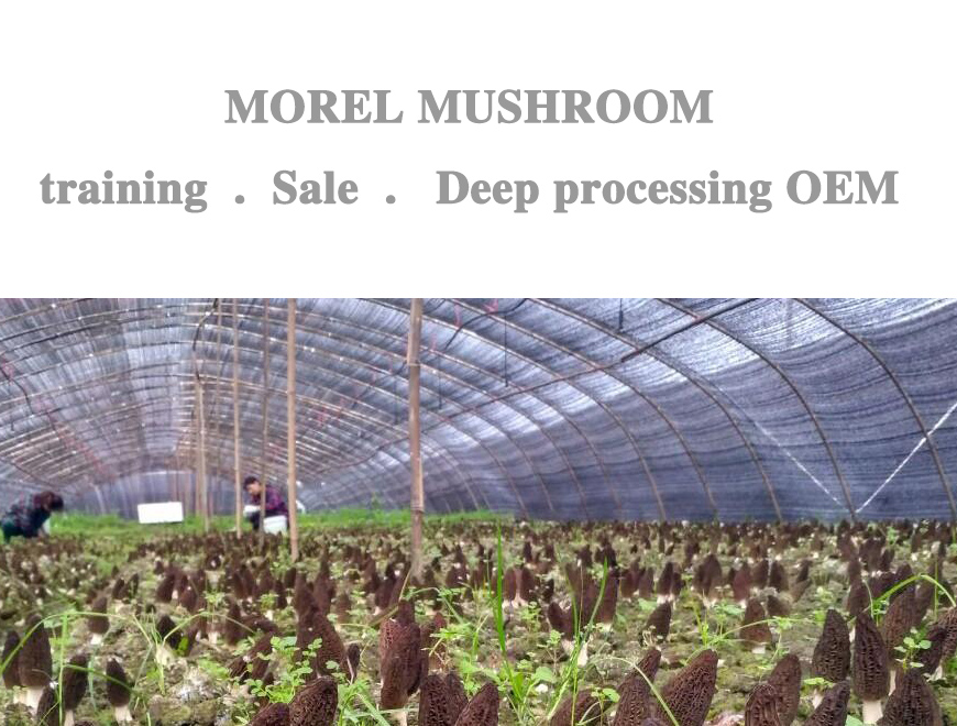 Training Course （Morel commercial cultivation technology training from Sichuan Morel Research Instit