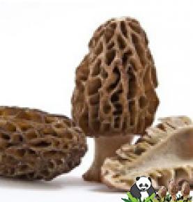 Morchella  Exogenous Nutrient Bagging machine ENB