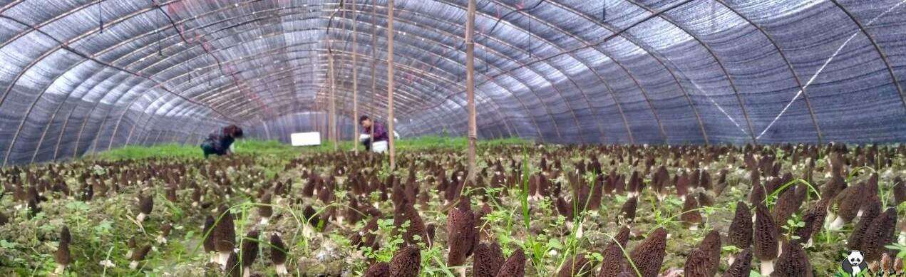 morel-farm 3.jpg