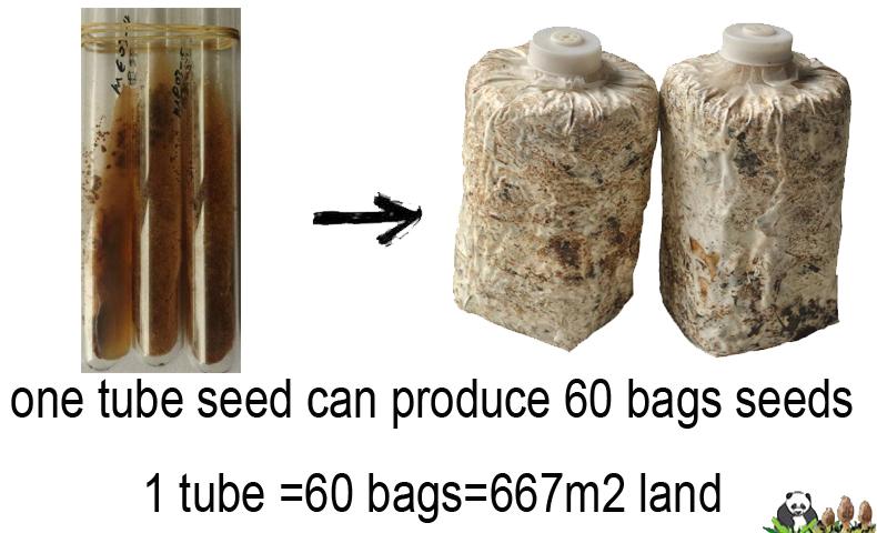 morel seeds.jpg