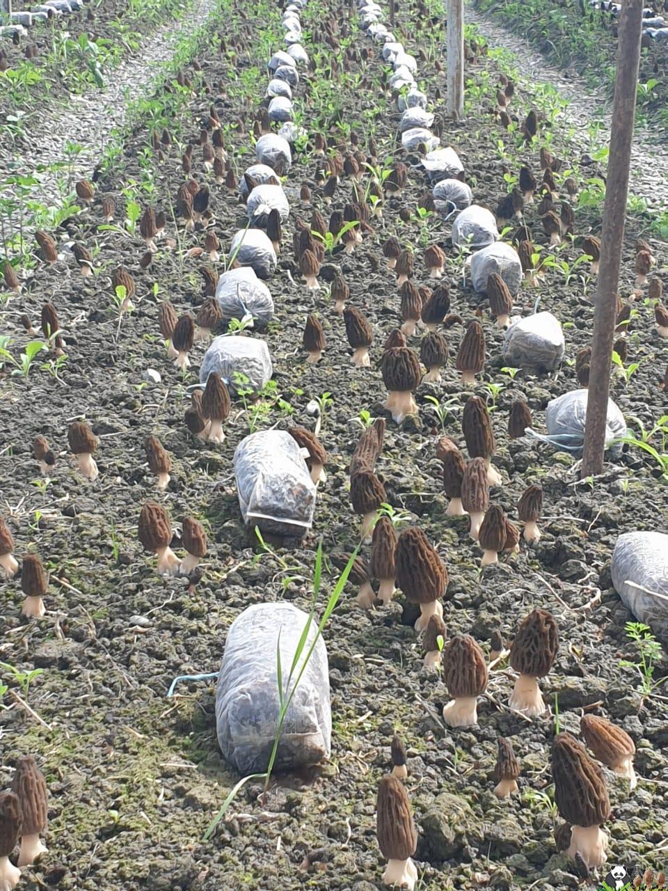 This is the first time Azerbaijan has planted morel.
