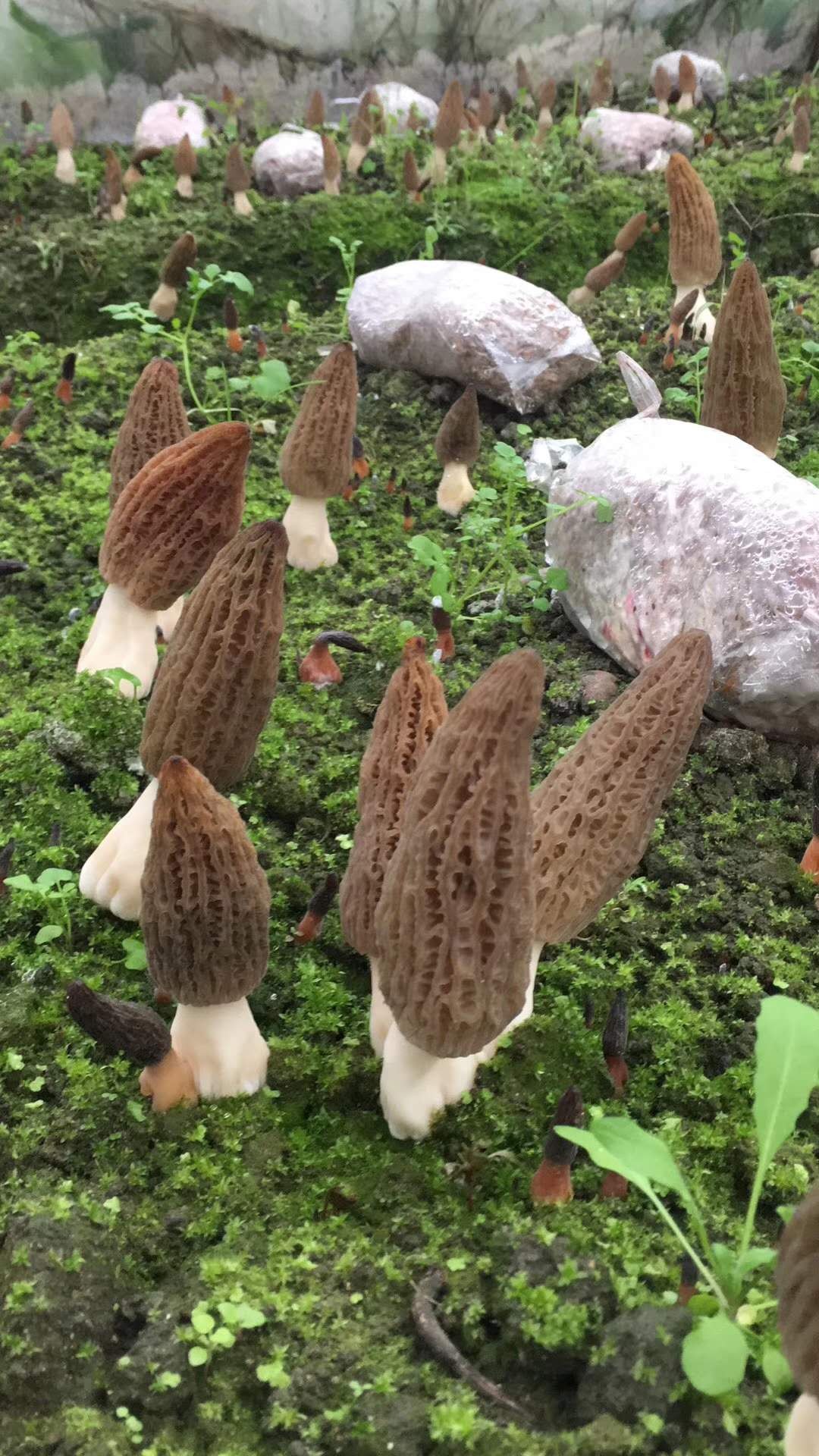 Home & Backyard Morel Cultivation Guidance