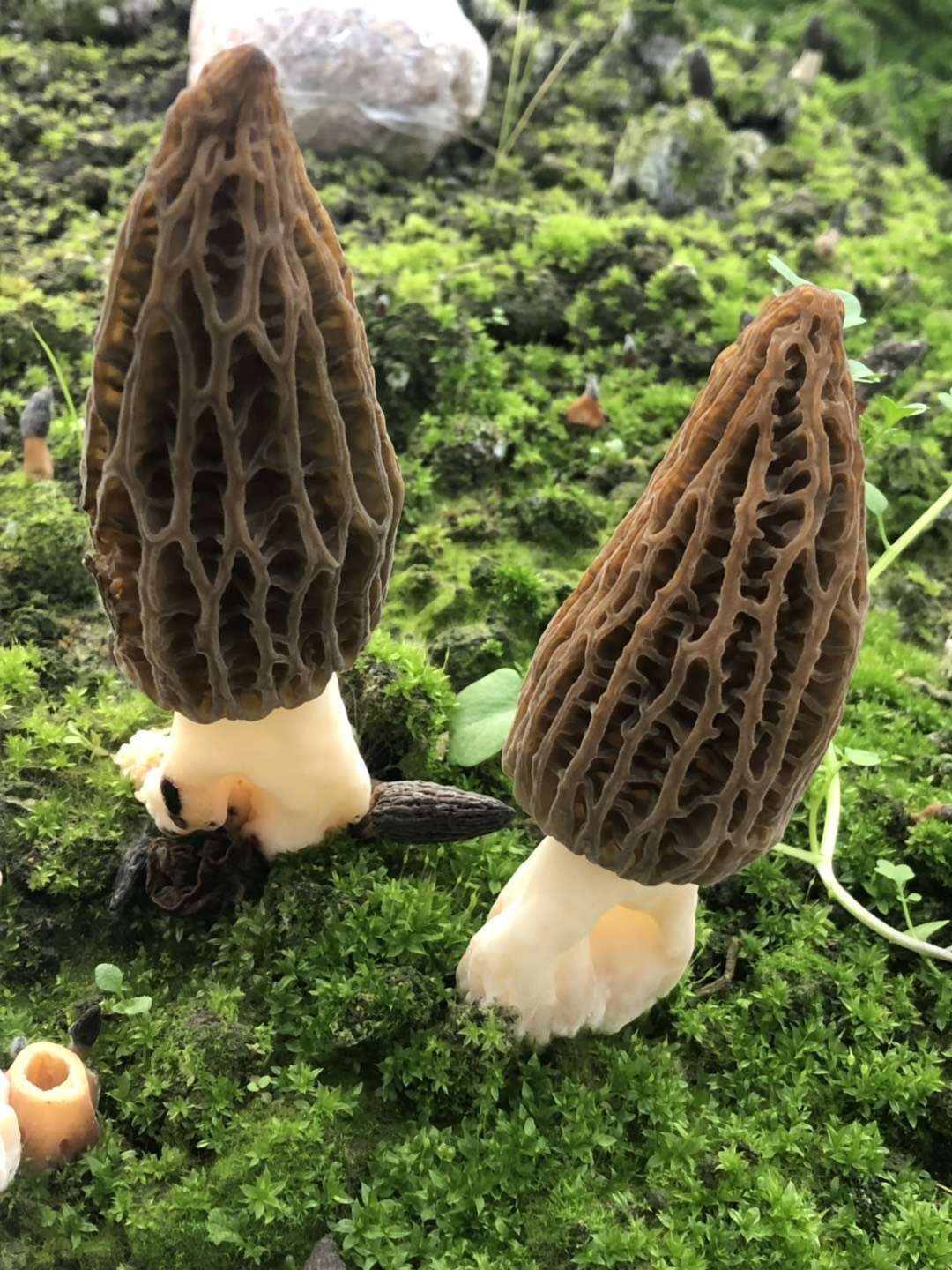 Fresh & Dried Morel Produce photo