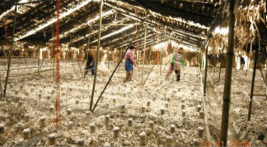 2008 Sichuan Pixian High-Yield Field Test