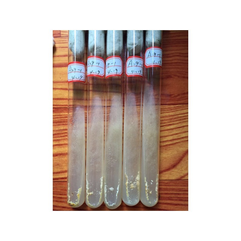 Morel Mushroom Mycelium & Spawn Tubes