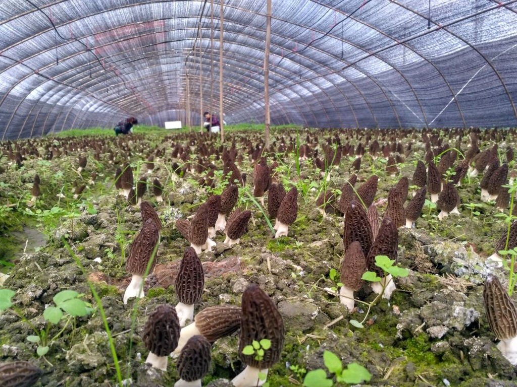 Sichuan Morel Research Institute Greenhouse